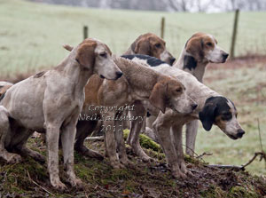 Fell Foxhunting in the Lake District by Betty Fold Gallery